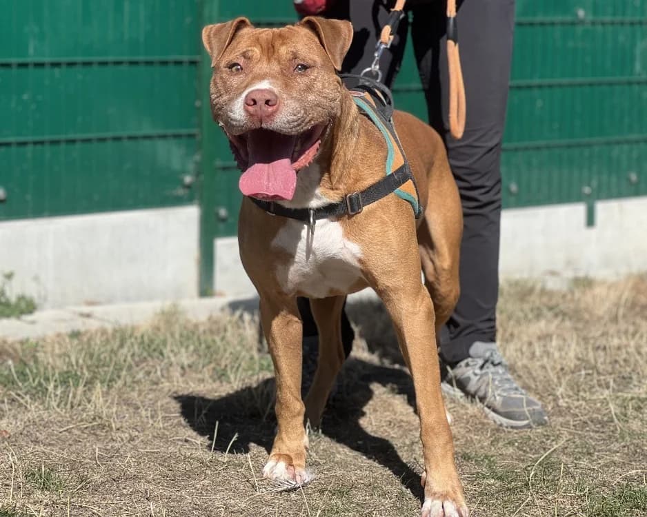 SIMBA, male 3yo mixed breed for adoption at SPA Gennevilliers (Grammont), Gennevilliers