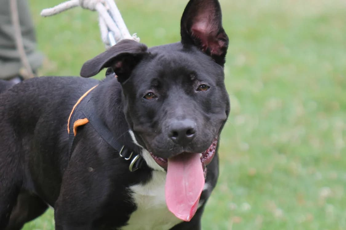 SETH, male 4yo Mixed Breed for adoption at SPA Gennevilliers (Grammont), Gennevilliers