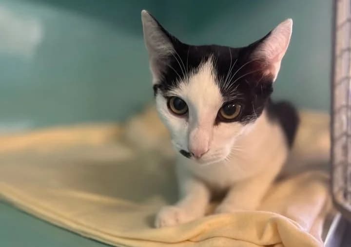 TCHOUPIRATE, male Mixed Breed for adoption at SPA Gennevilliers (Grammont), Gennevilliers