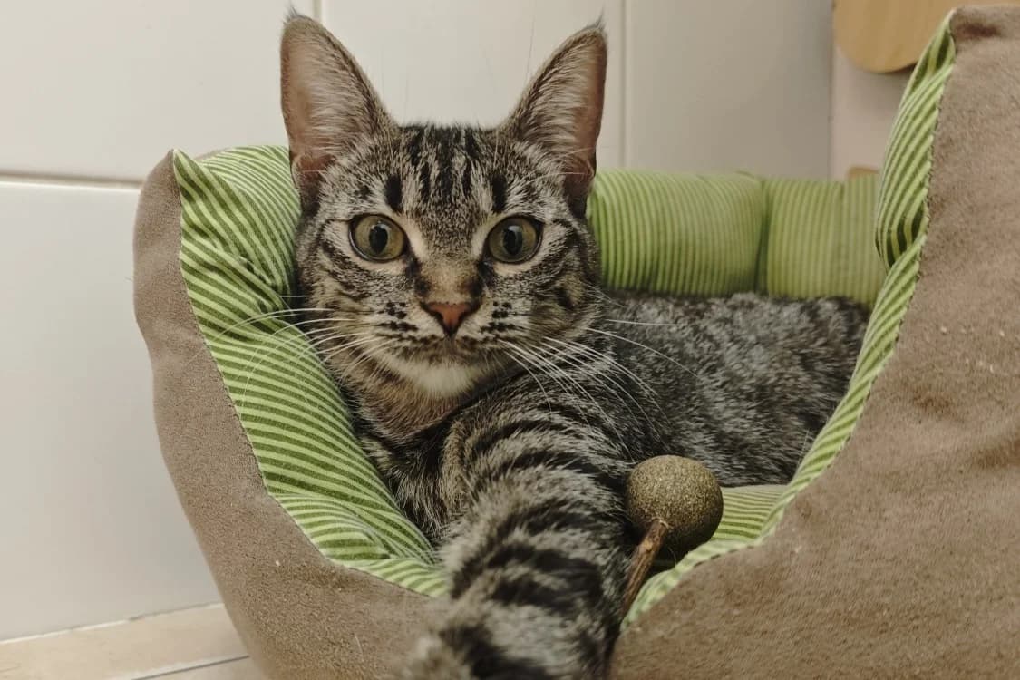LUMI, female young Mixed Breed for adoption at SPA Gennevilliers (Grammont), Gennevilliers