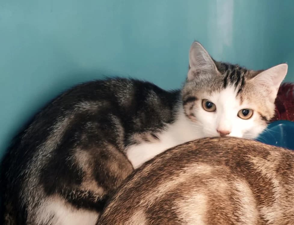 BLINIS, male Mixed Breed for adoption at SPA Gennevilliers (Grammont), Gennevilliers