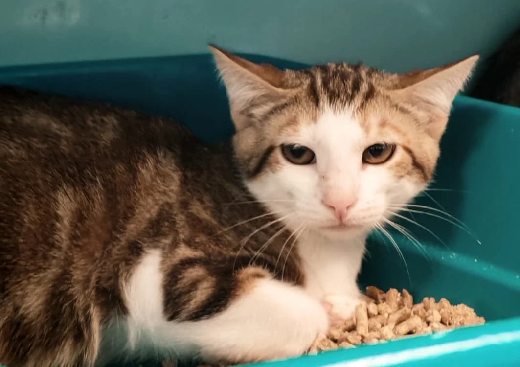 BRIOCHE, female mixed breed for adoption at SPA Gennevilliers (Grammont), Gennevilliers