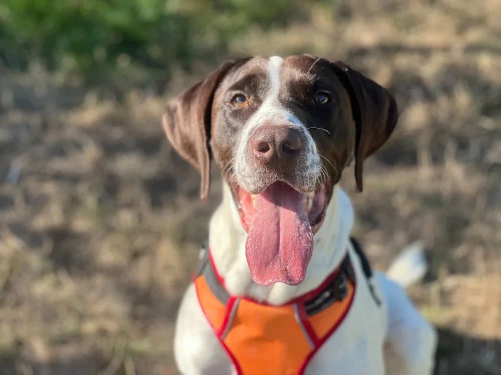 SPIRIT, male young mixed breed for adoption at SPA Gennevilliers (Grammont), Gennevilliers