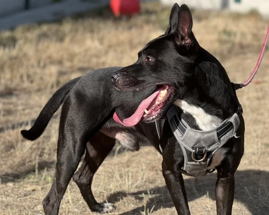 CHEESECAKE, male young Mixed Breed for adoption at SPA Gennevilliers (Grammont), Gennevilliers