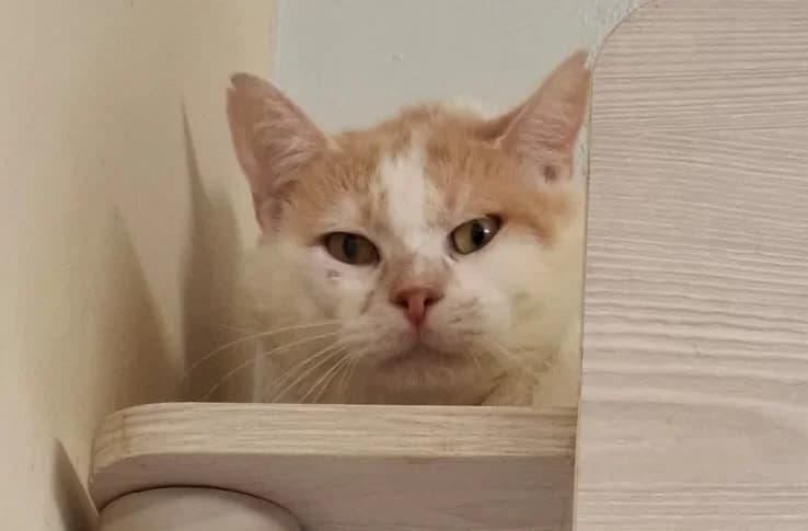 SHAWNEE, male senior Mixed Breed for adoption at SPA Gennevilliers (Grammont), Gennevilliers