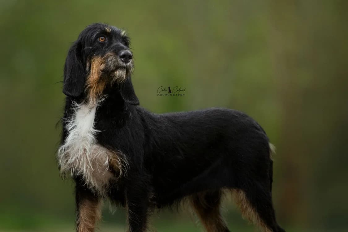 Tika, female Mixed Breed for adoption at SPA Golfech, Golfech — photo 2 of 3