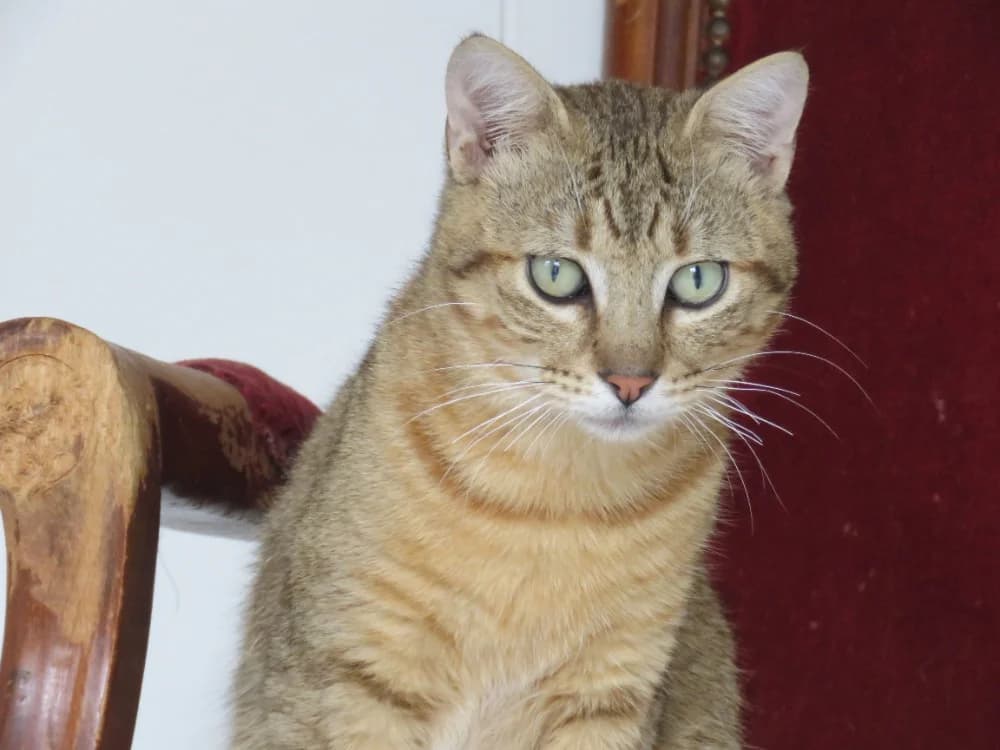 Atlanta, male mixed breed for adoption at SPA France, Paris — photo 2 of 3