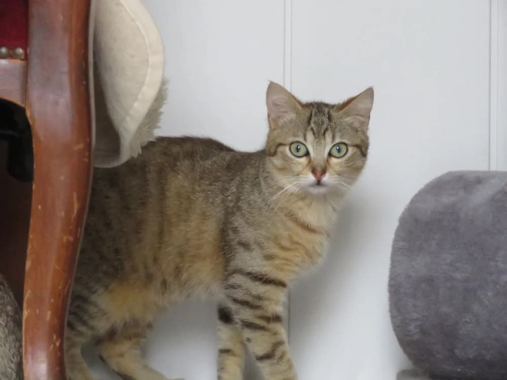 Arizona, female mixed breed for adoption at SPA Golfech, Golfech