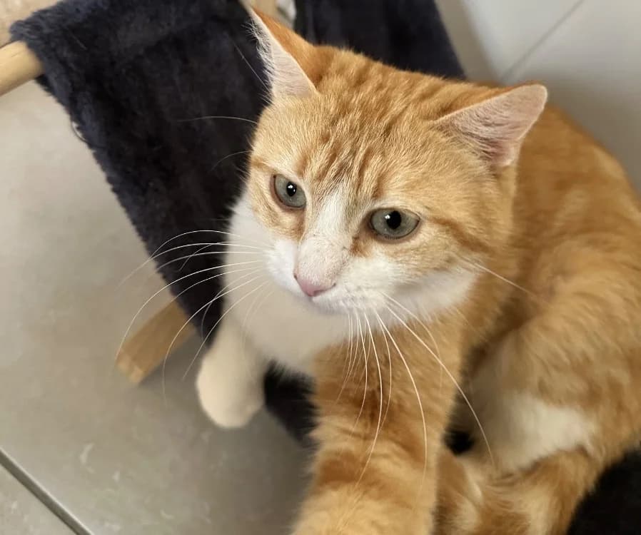 Roussette, female mixed breed for adoption at SPA Golfech, Golfech