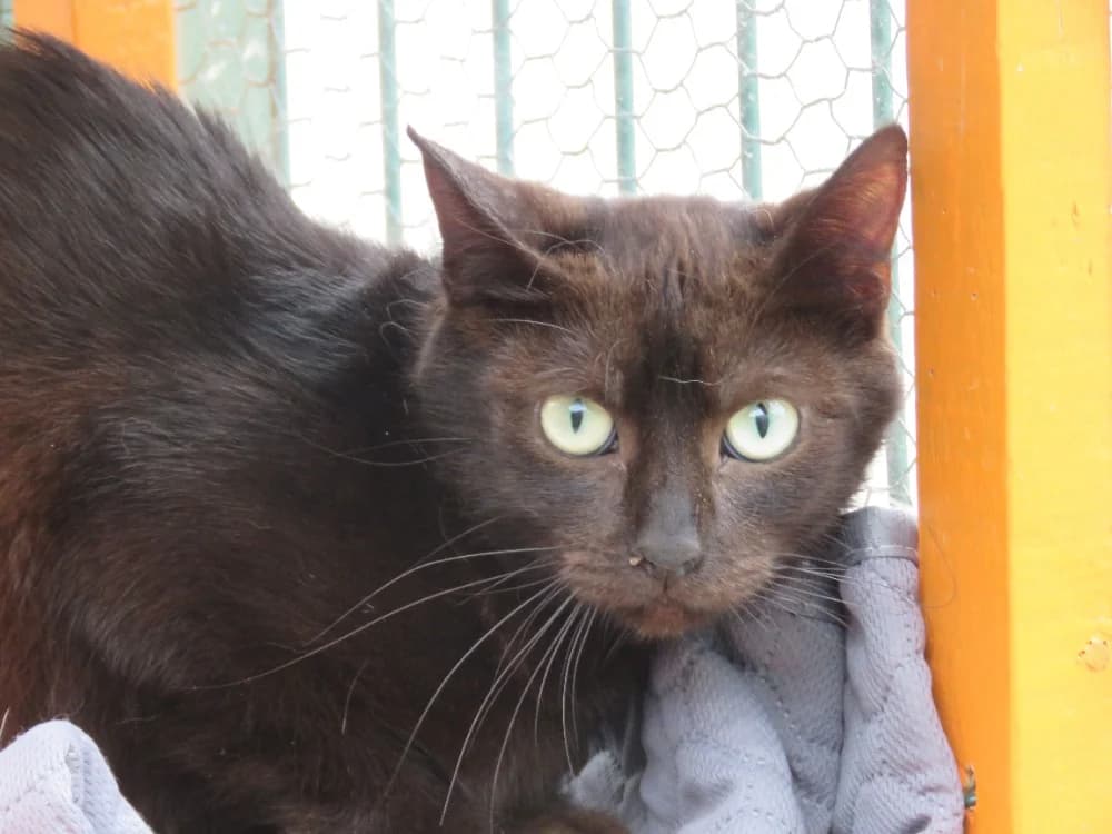 Alaska, female mixed breed for adoption at SPA Golfech, Golfech