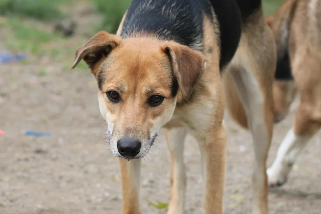 Pitouille, female young mixed breed for adoption at SPA Golfech, Golfech