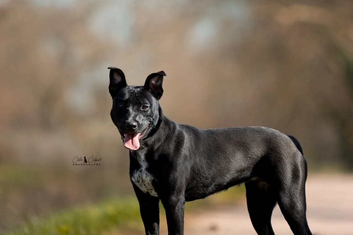 Aby, female young Staffordshire Bull Terrier for adoption at SPA Golfech, Golfech