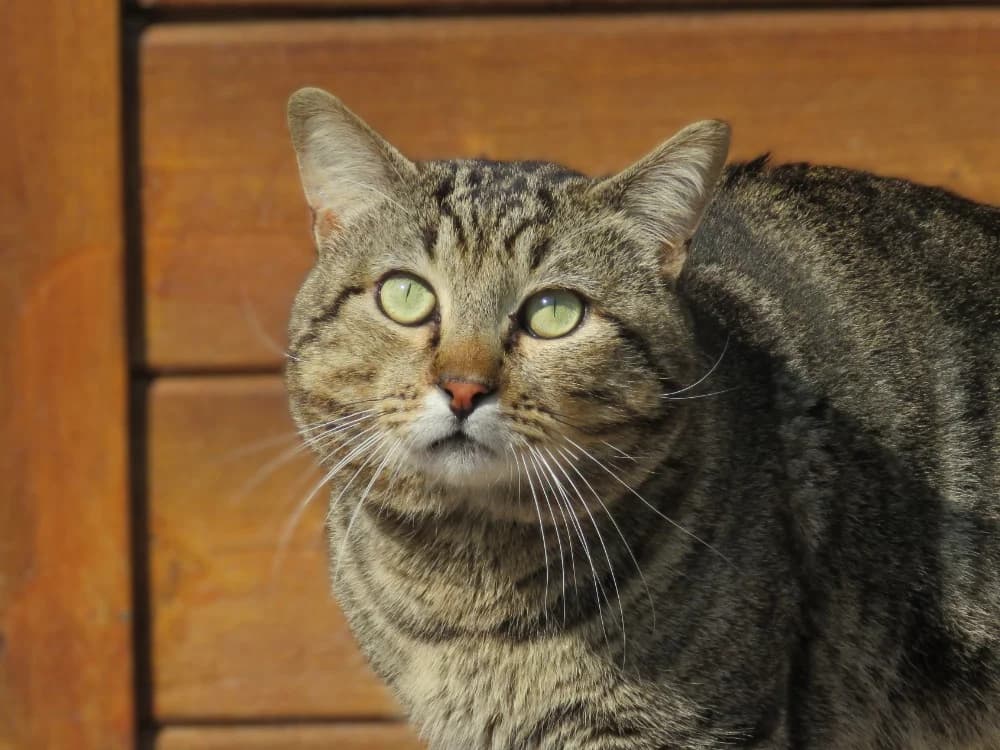 Bouriquet, male 3yo mixed breed for adoption at SPA Golfech, Golfech