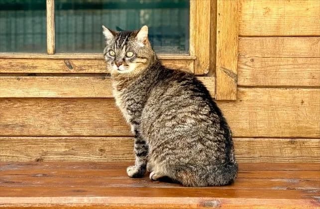 Hermione, female senior Mixed Breed for adoption at SPA Golfech, Golfech