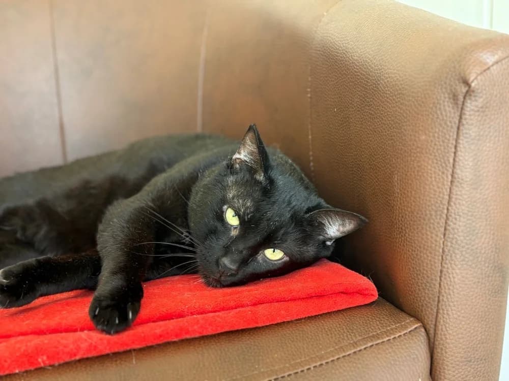 Kedavra, male senior Mixed Breed for adoption at SPA Golfech, Golfech