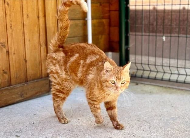 Rousseau, male young Mixed Breed for adoption at SPA Golfech, Golfech