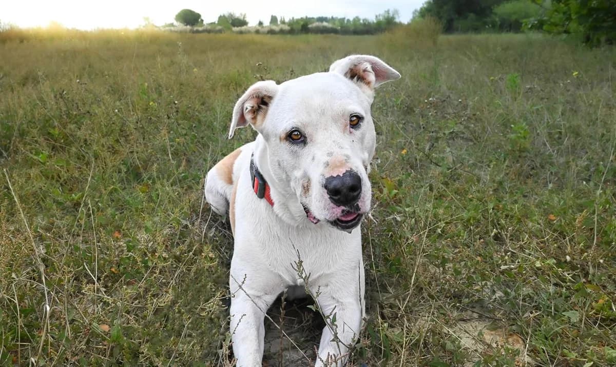 Titi, male 7yo mixed breed for adoption at SPA Golfech, Golfech