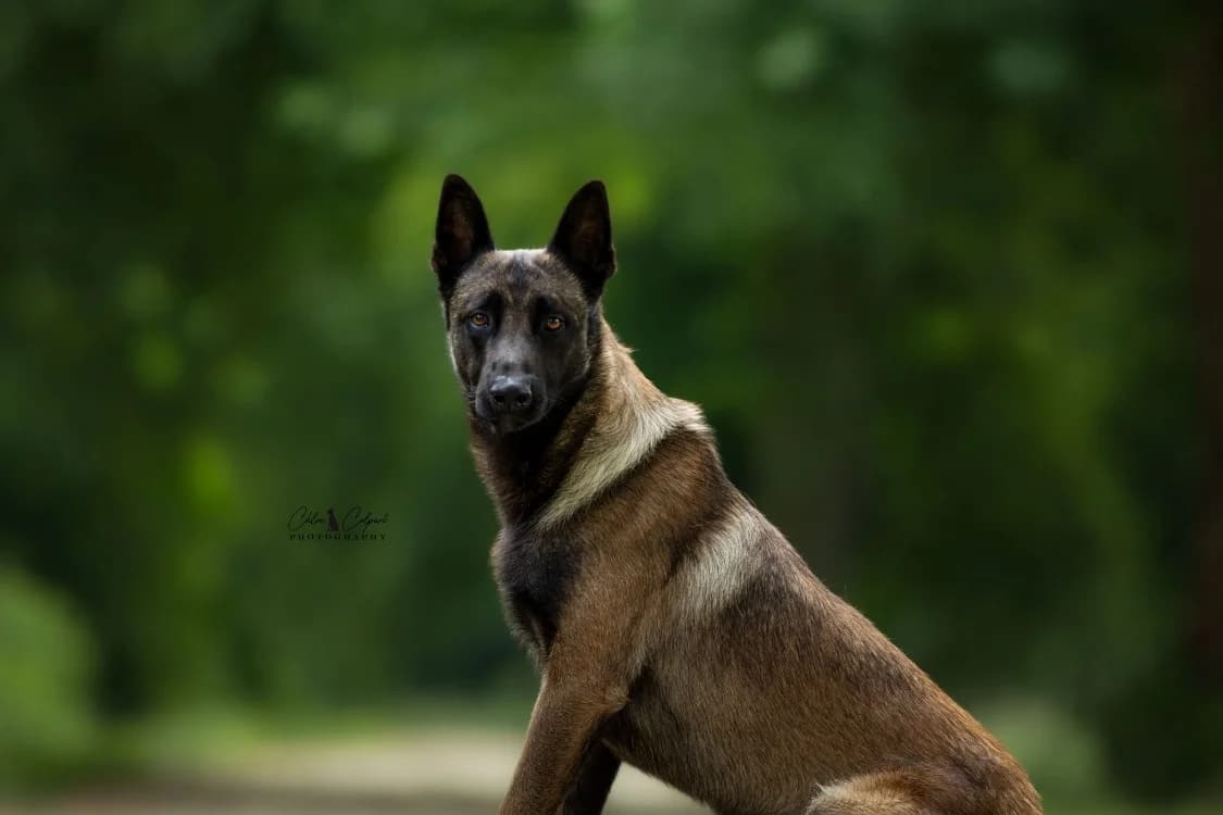 Athos(reservé), male young Belgian Malinois for adoption at SPA Golfech, Golfech