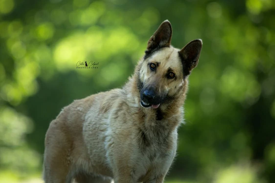 Xena, female 5yo Labrador Retriever for adoption at SPA Golfech, Golfech
