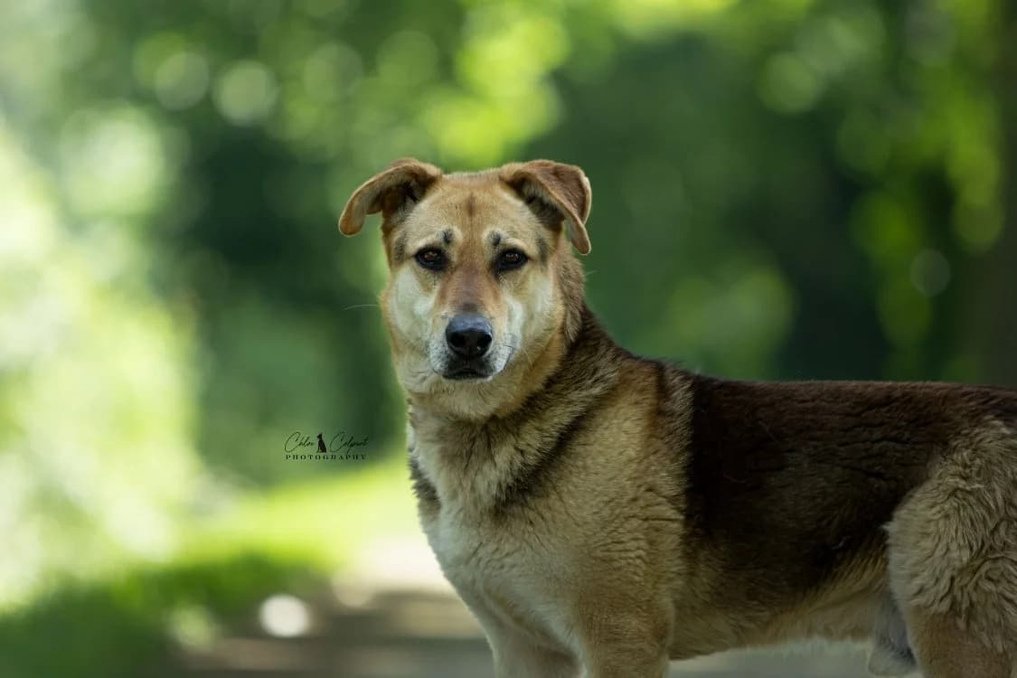 Antares, male senior mixed breed for adoption at SPA Golfech, Golfech