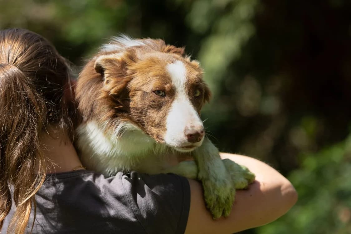 Dakota, female young Mixed Breed for adoption at SPA Golfech, Golfech