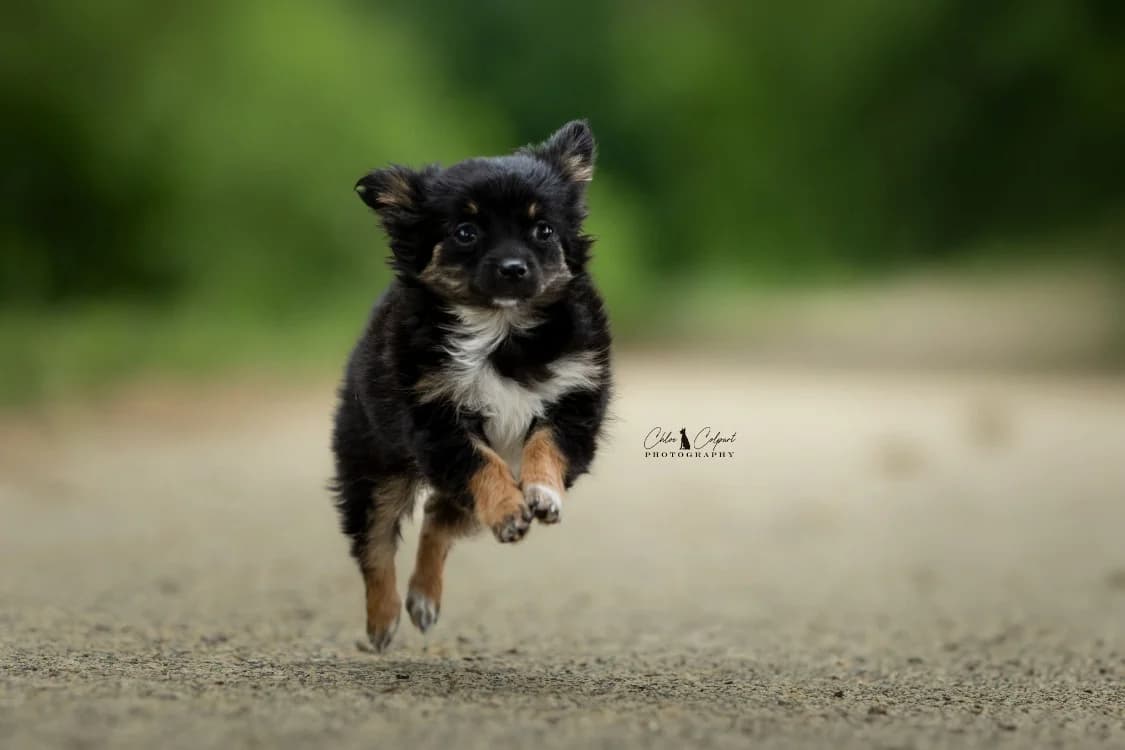 Fleur, female puppy Cavalier King Charles Spaniel for adoption at SPA Golfech, Golfech