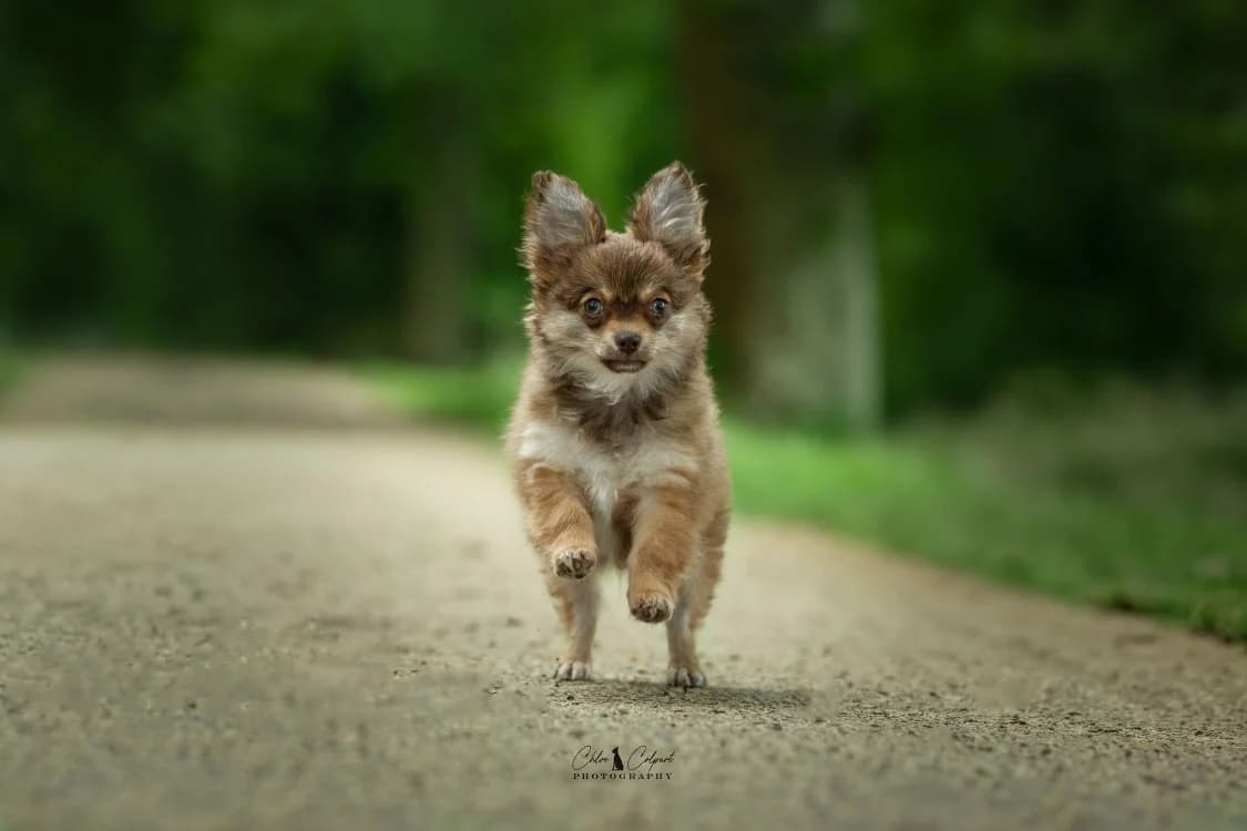 Nectar(reservé), male puppy Chihuahua for adoption at SPA Golfech, Golfech