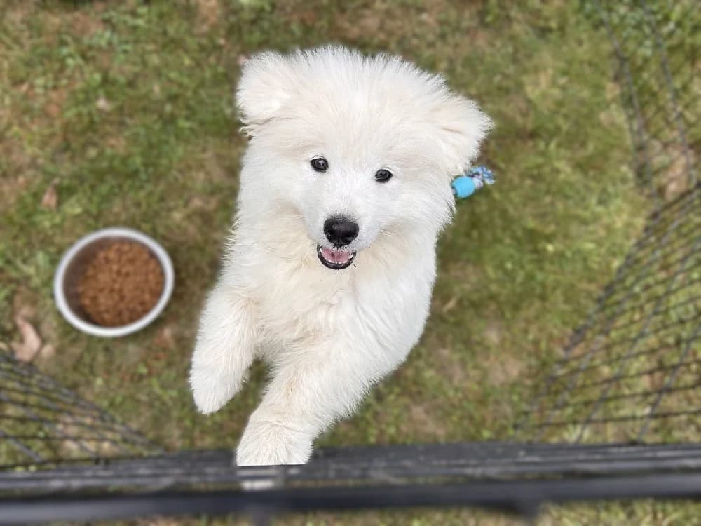 Biggy, male puppy Samoyed for adoption at SPA Golfech, Golfech