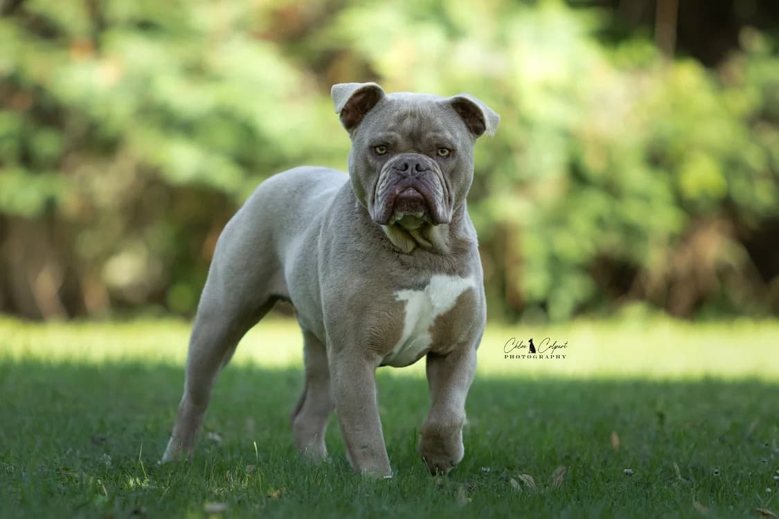 Tabasco, male 3yo English Bulldog for adoption at SPA Golfech, Golfech