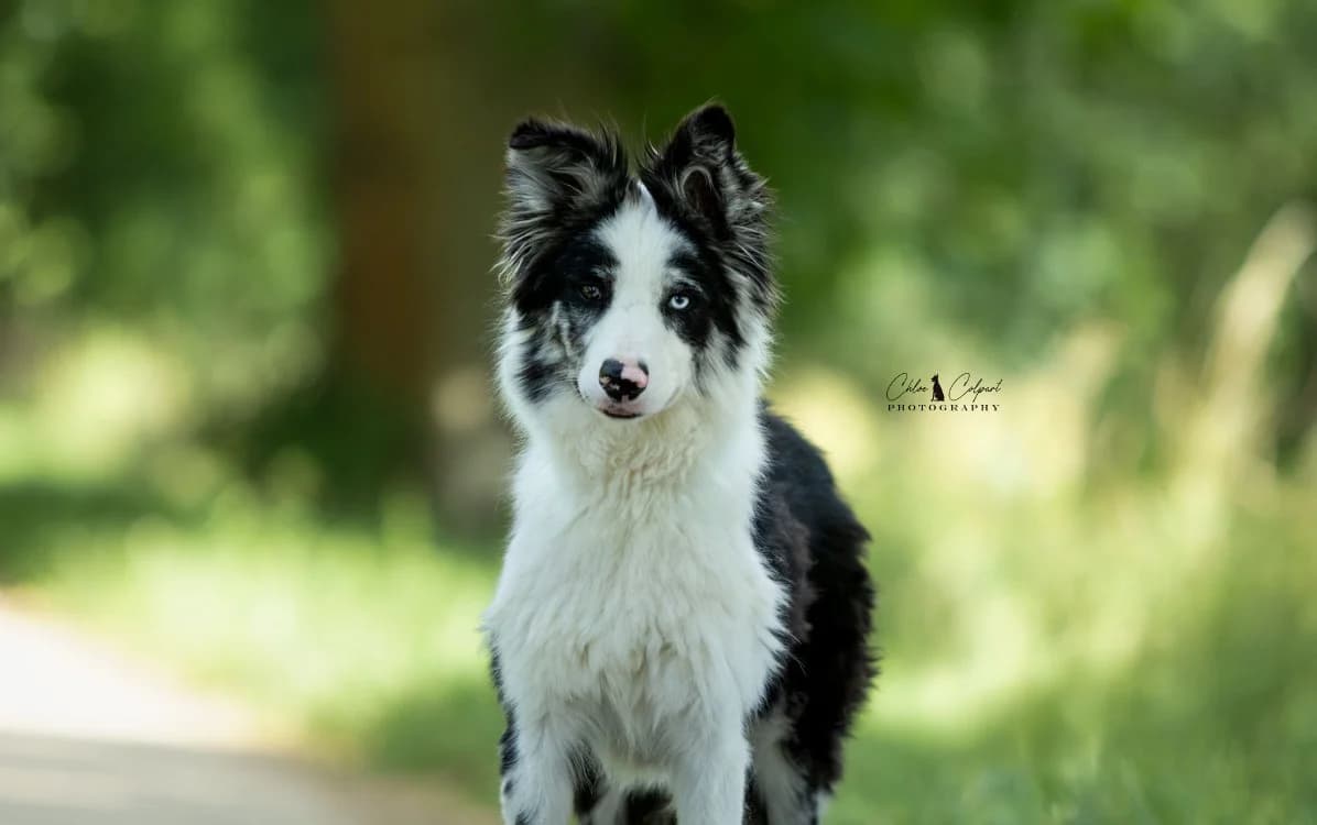Winter, female young Border Collie for adoption at SPA Golfech, Golfech