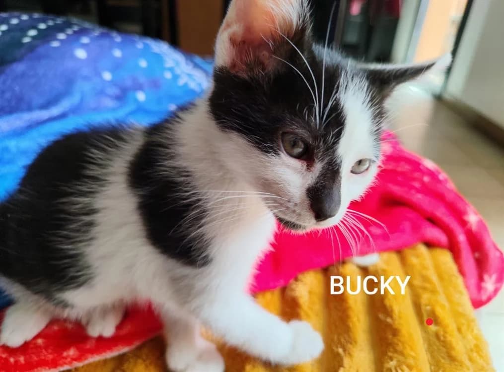 bucky, male Mixed Breed for adoption at SPA Golfech, Golfech