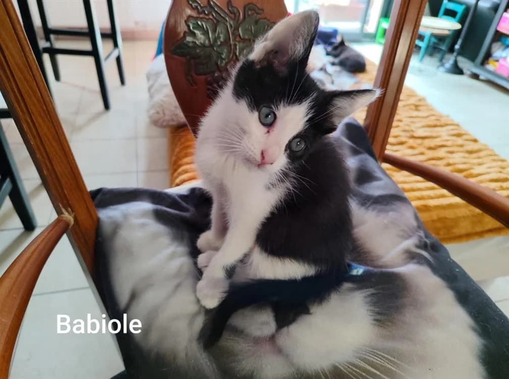 BABIOLE, female Mixed Breed for adoption at SPA Golfech, Golfech