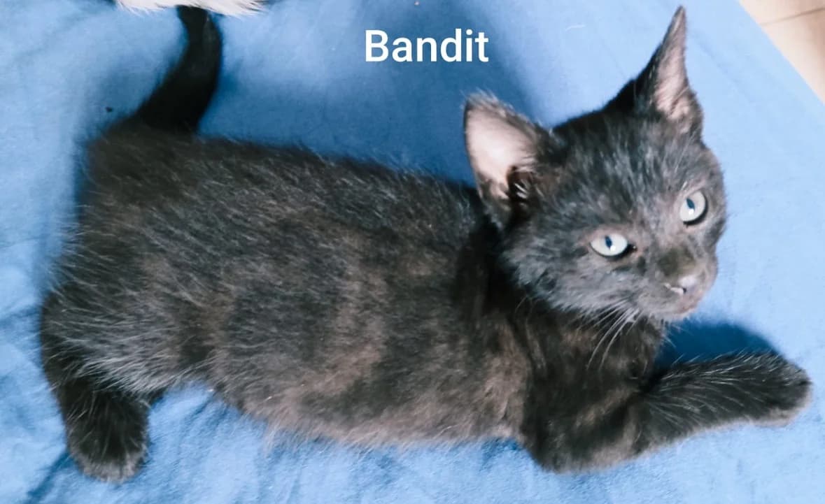 BANDIT, male puppy Mixed Breed for adoption at SPA Golfech, Golfech