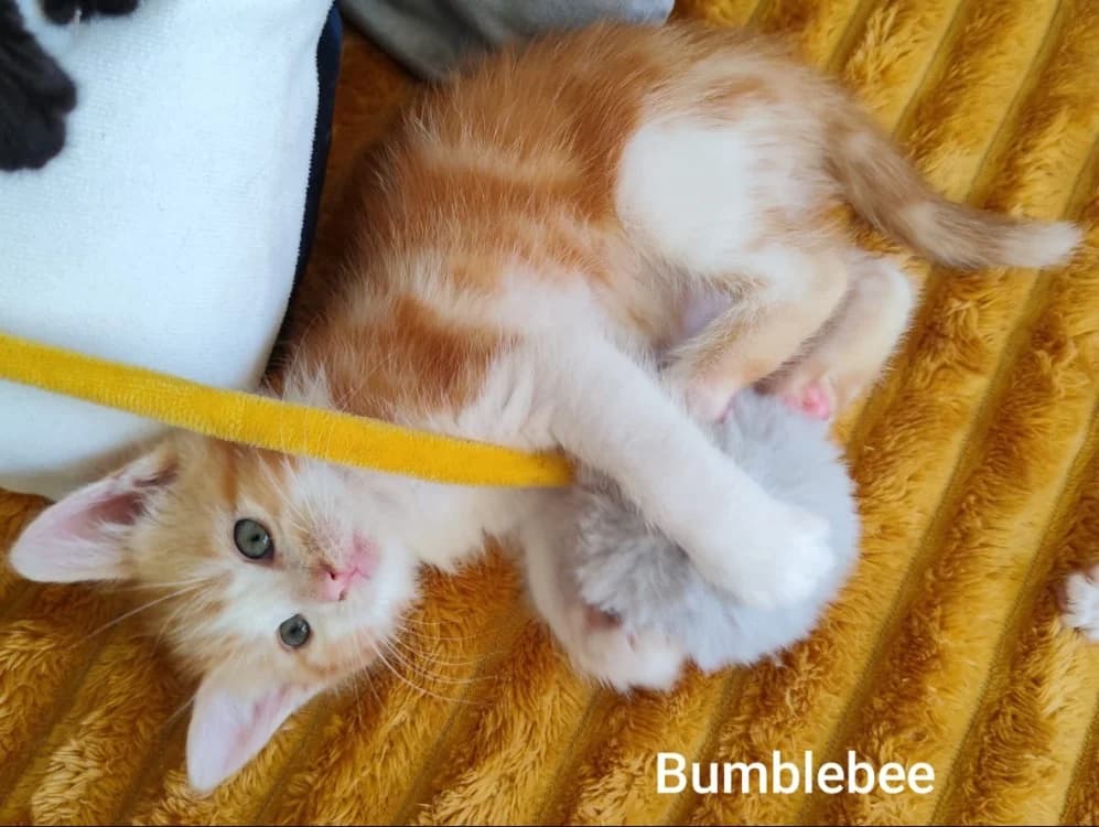 BUMBLEBEE, male puppy Mixed Breed for adoption at SPA Golfech, Golfech