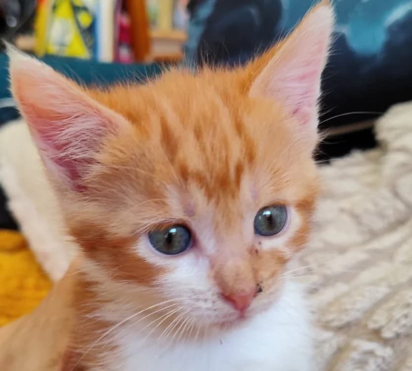 BUBBLE, male Mixed Breed for adoption at SPA Golfech, Golfech