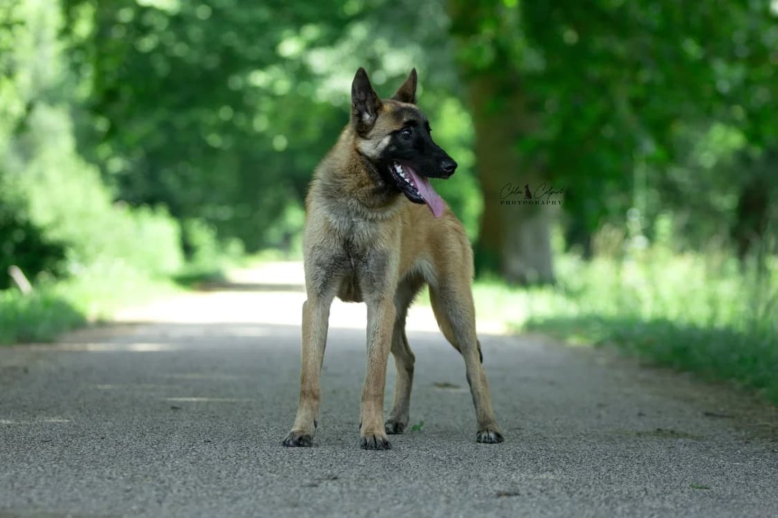 Zoulou, male Mixed Breed for adoption at SPA Golfech, Golfech