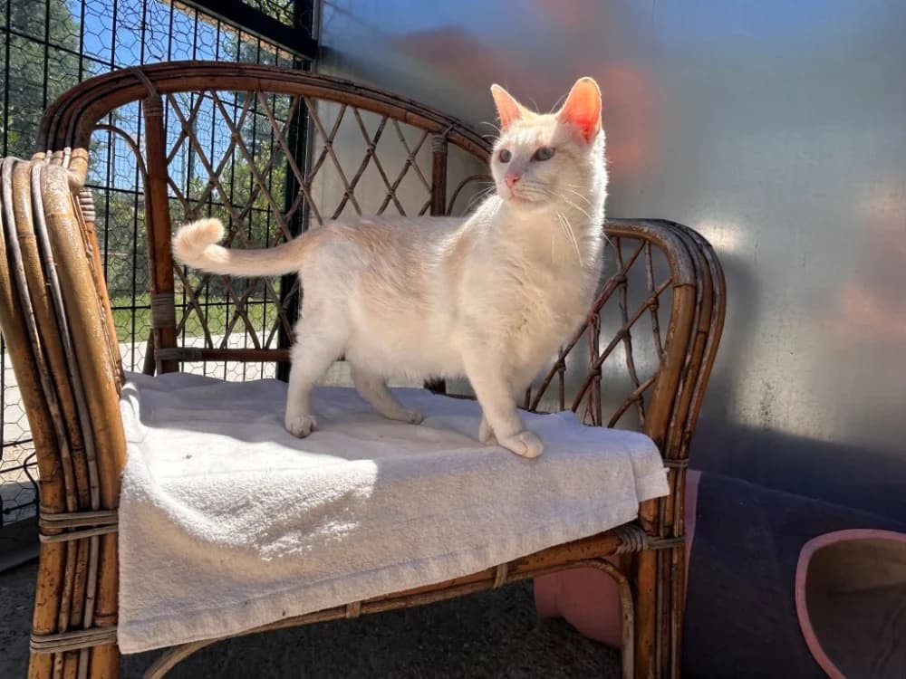 Caramel, male senior Mixed Breed for adoption at SPA Golfech, Golfech