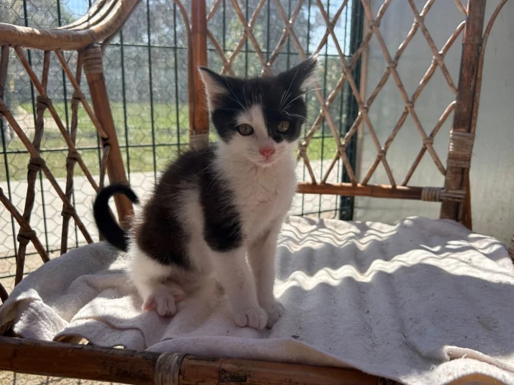 Borneo, male Mixed Breed for adoption at SPA Golfech, Golfech