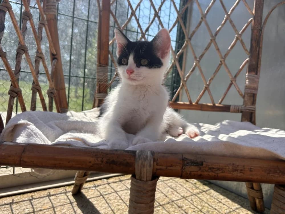 BALI, female Mixed Breed for adoption at SPA Golfech, Golfech