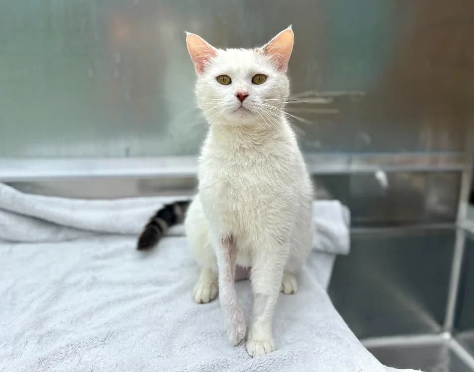Broken, female 6yo Mixed Breed for adoption at SPA Golfech, Golfech
