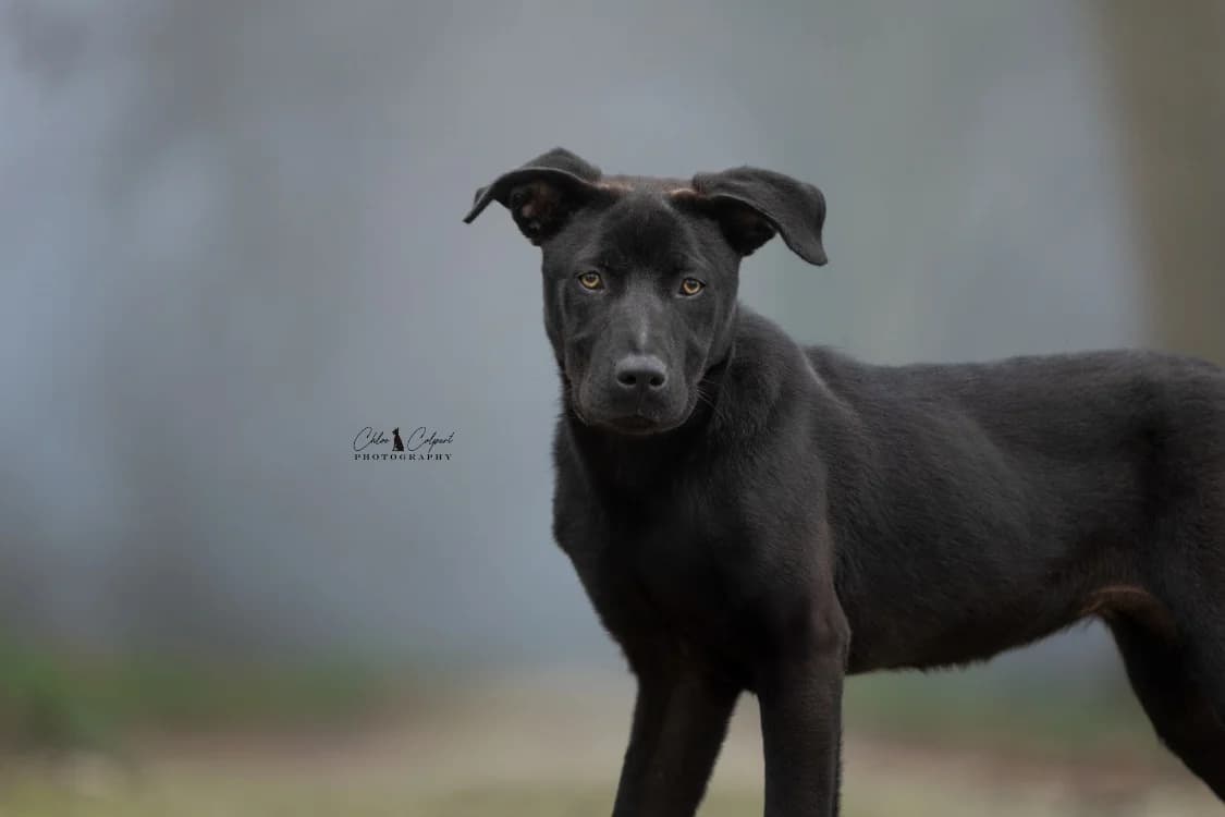 Ava, female young Border Collie for adoption at SPA Golfech, Golfech