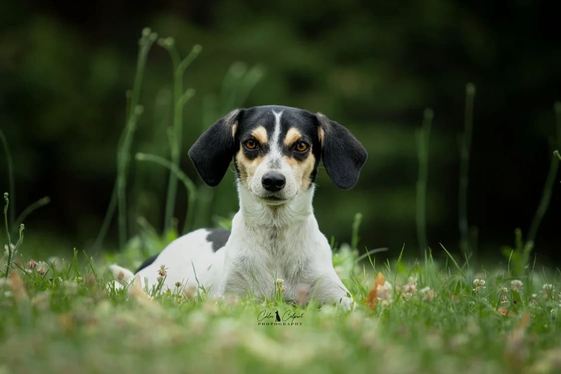 Mayo, female young Beagle for adoption at SPA Golfech, Golfech