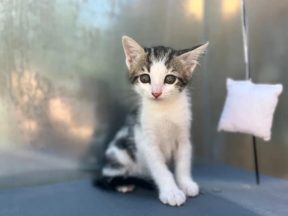 Marble, male puppy Mixed Breed for adoption at SPA Golfech, Golfech