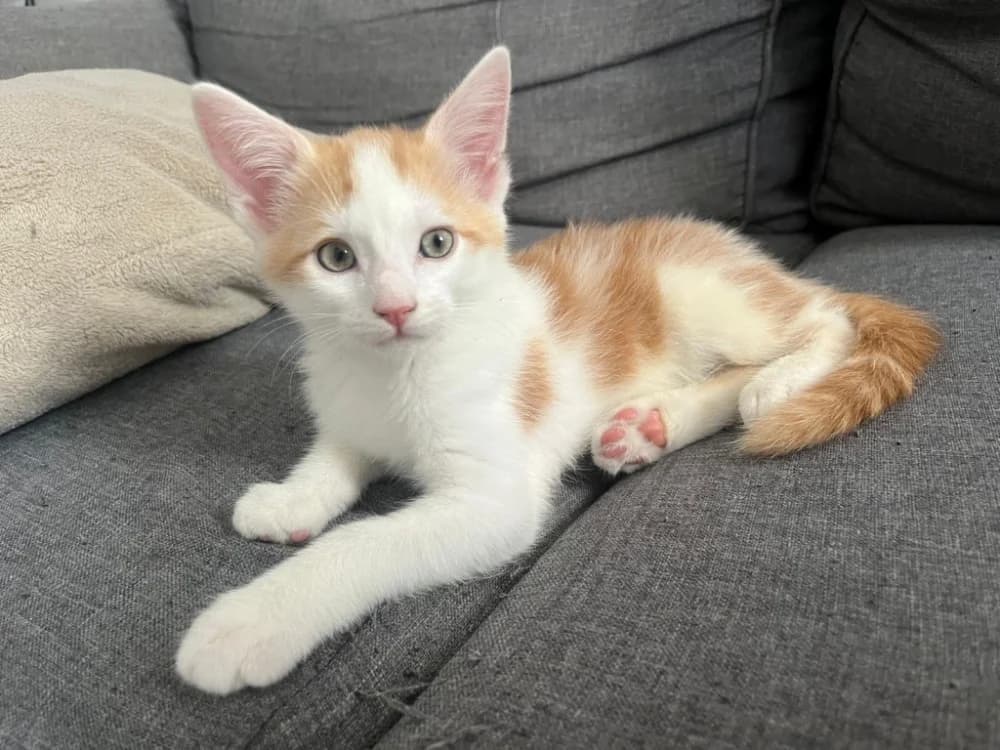 Sheldon, male puppy Mixed Breed for adoption at SPA Golfech, Golfech
