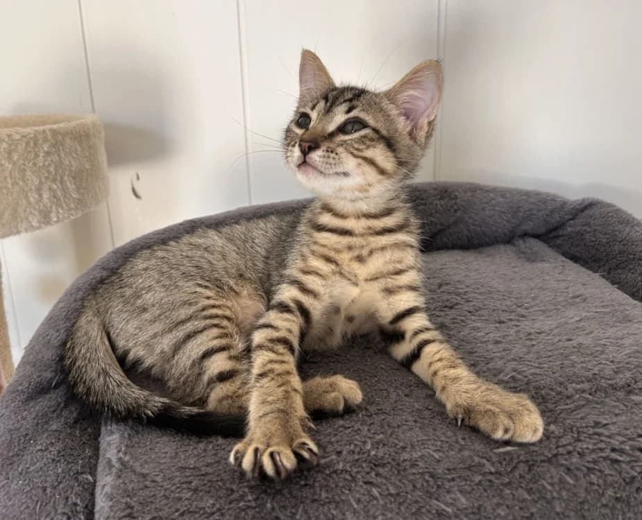 IGLOO, Mixed Breed (SPA Rennes)
