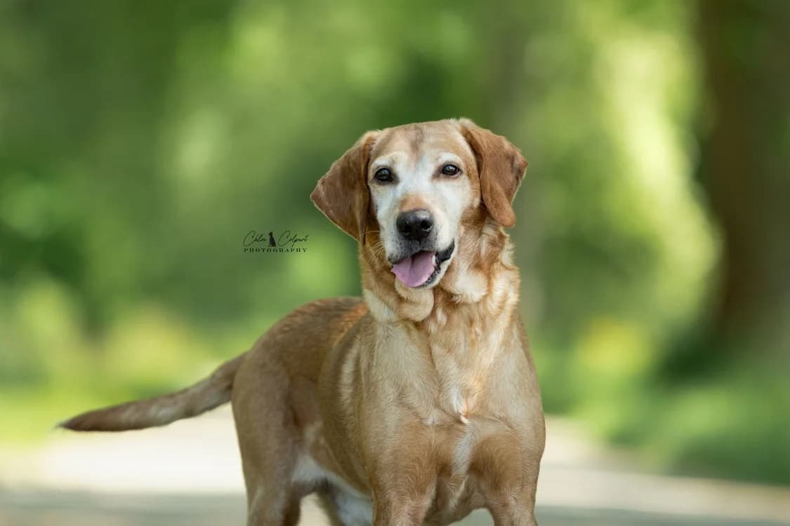 Gribouille, male senior Labrador Retriever for adoption at SPA Golfech, Golfech