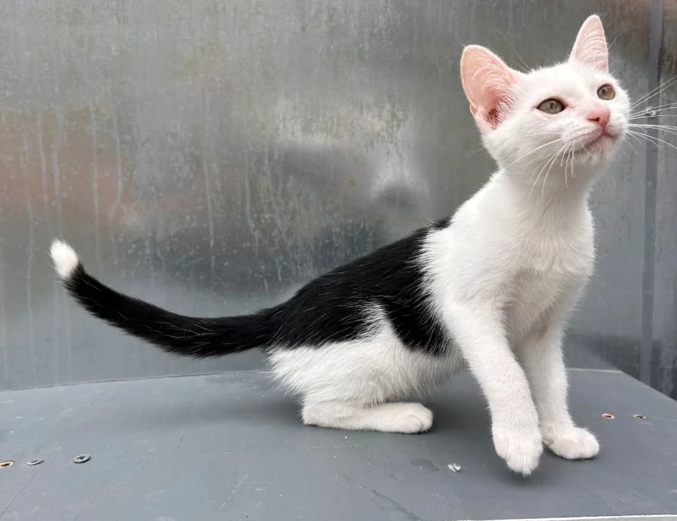 BEETLE, female puppy Mixed Breed for adoption at SPA Golfech, Golfech