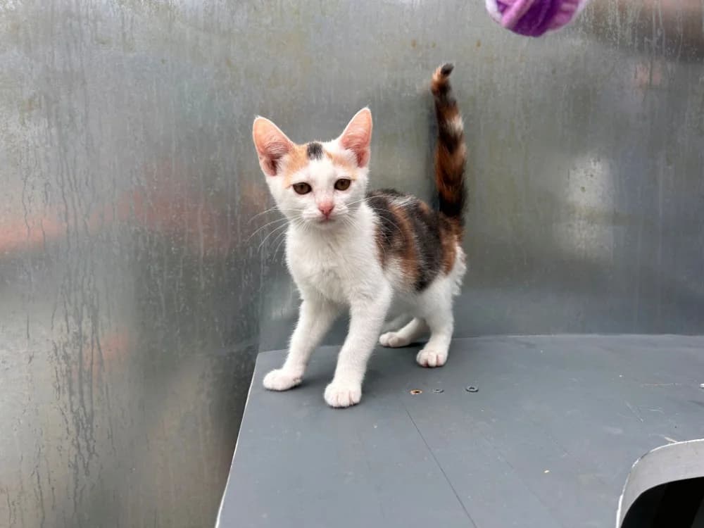 berlina, female puppy Mixed Breed for adoption at SPA Golfech, Golfech