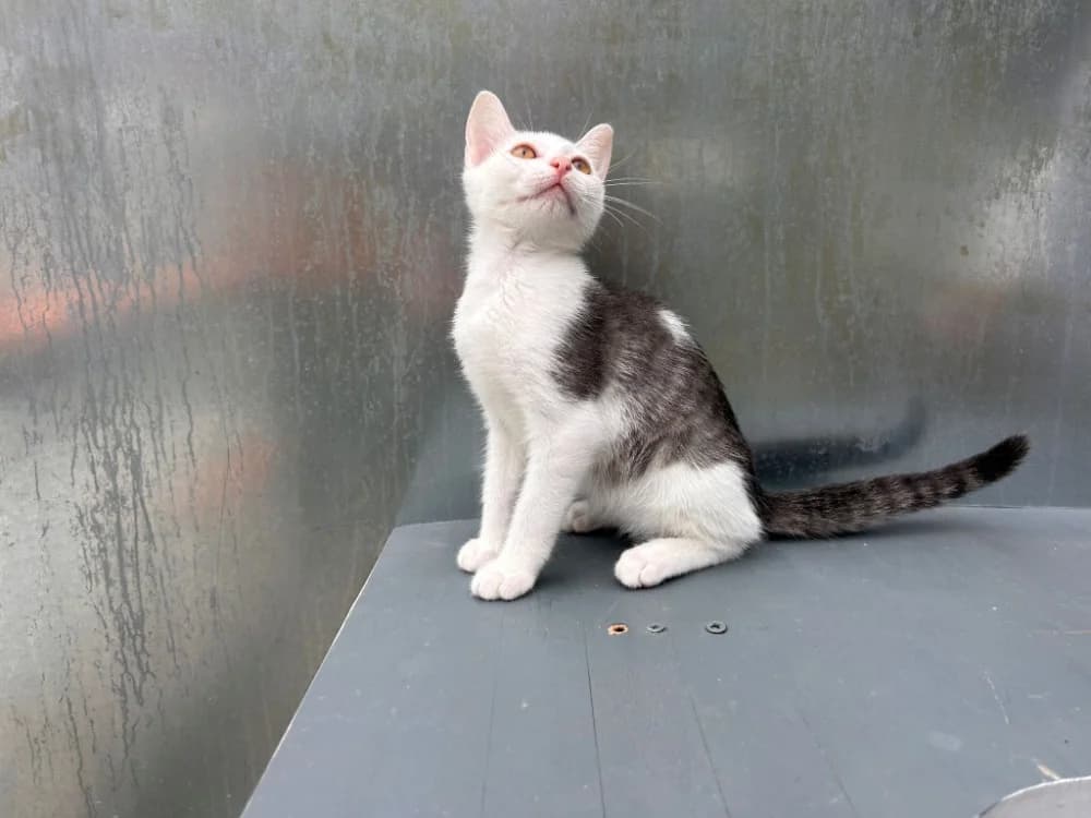 BENTLEY, female puppy Mixed Breed for adoption at SPA Golfech, Golfech