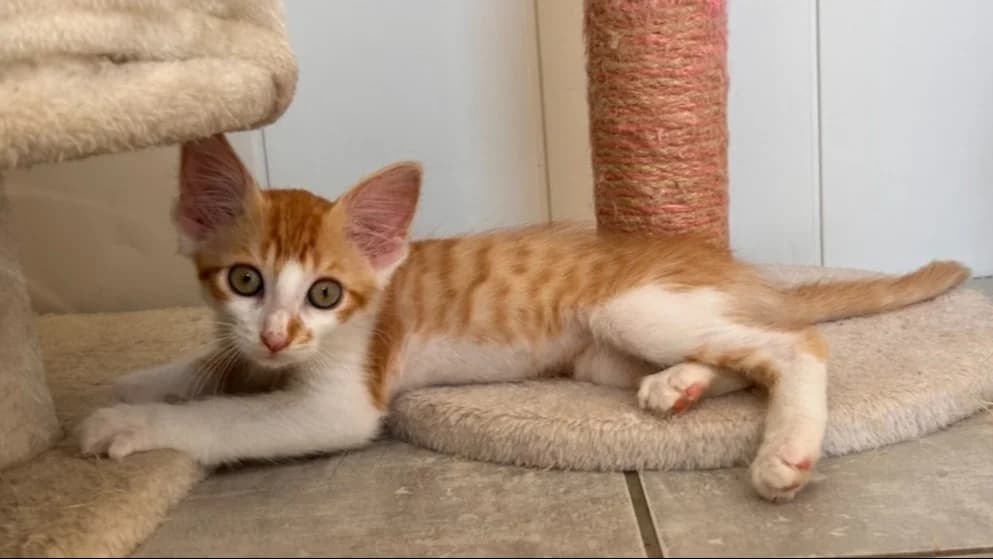 Audi, male Mixed Breed for adoption at SPA Golfech, Golfech